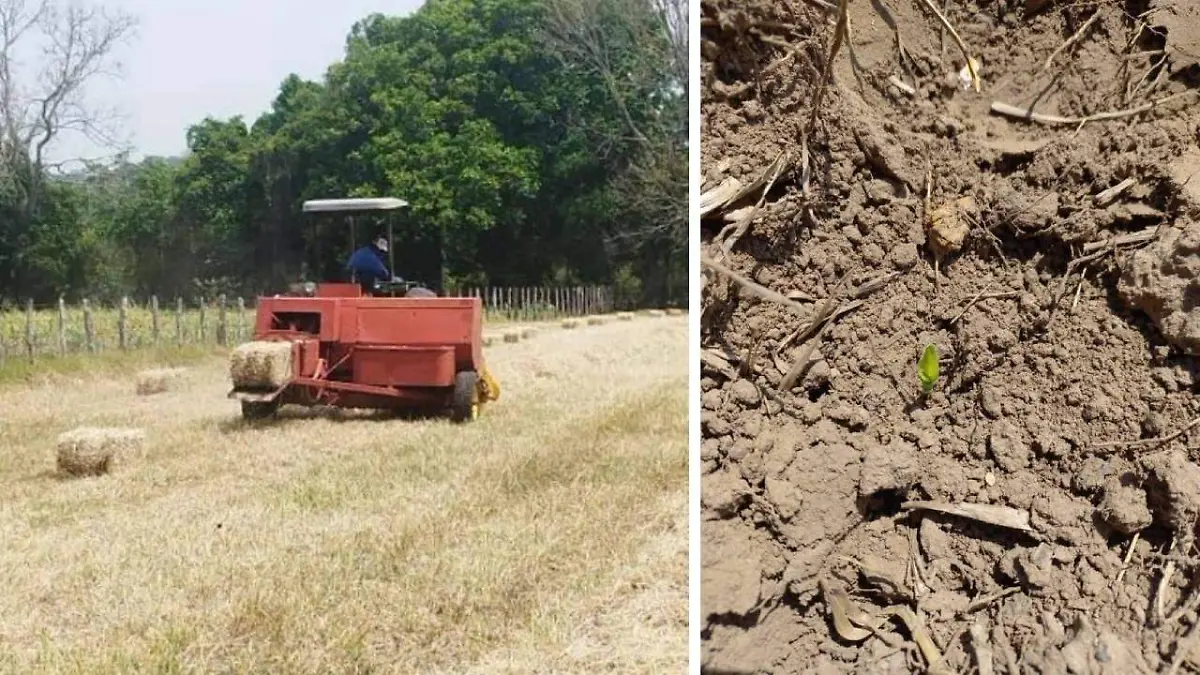 ciclo agricola en Chiapas